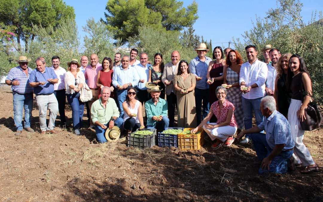 Comienza la campaña 2026/2027 de la DOP Aceituna Aloreña de Málaga